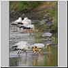 Yellowbilled Stork