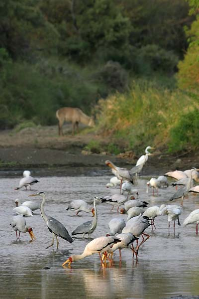 Yellowbilled storks