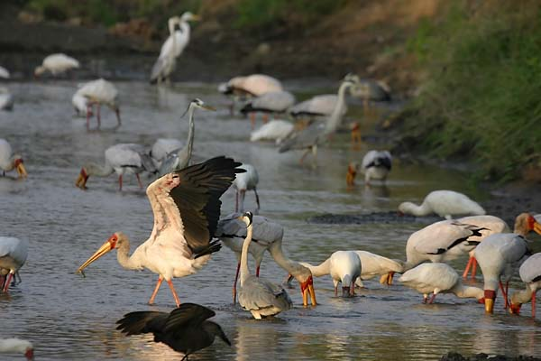 Yellowbilled Stork