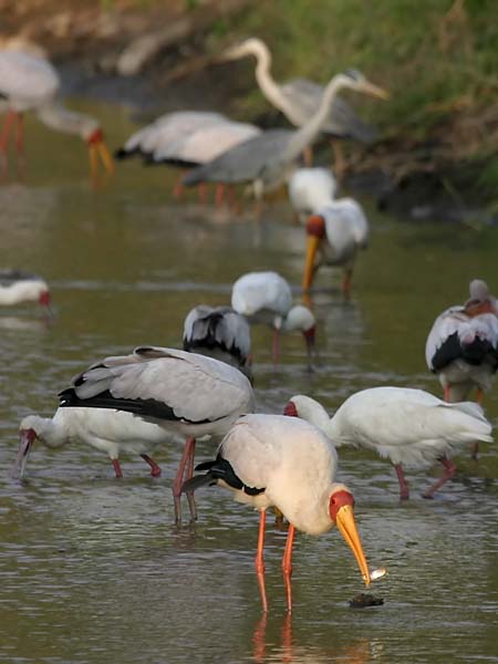 Yellowbilled stork with fish in its bill