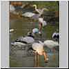 Yellowbilled Stork