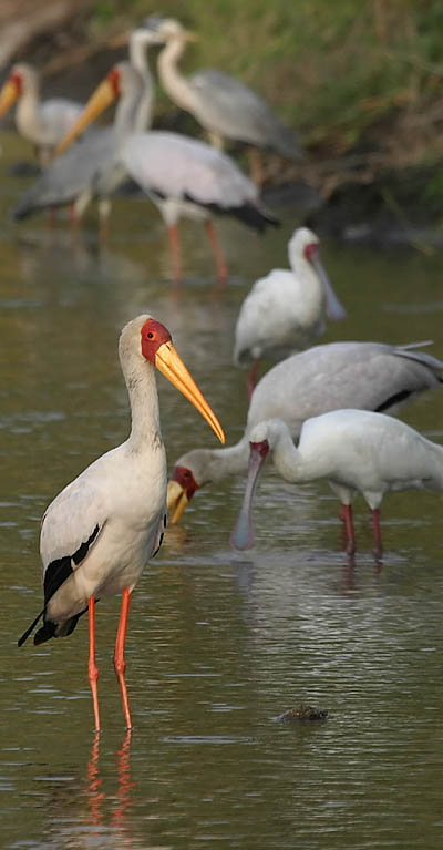 Yellow-billed Stork