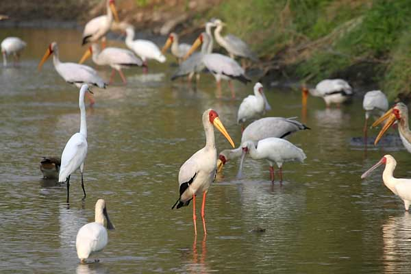 Yellowbilled Stork