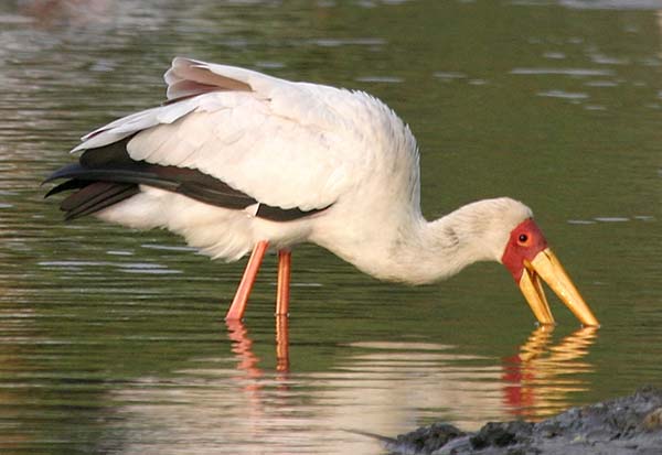 Yellowbilled Stork hunting for fish