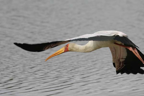 Yellowbilled Stork in flight