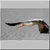 Yellowbilled stork in flight