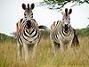 Zebra pair