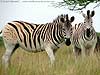 Zebra pair
