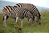 Zebra pair grazing