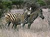 Picture of zebra duo, Kruger Park, South Africa