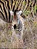 Zebra foal with mother