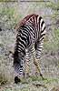 Zebra grazing