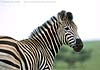 Zebra picture