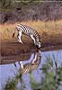Picture of zebra drinking