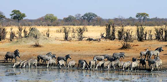 Zebra herd at waterhole