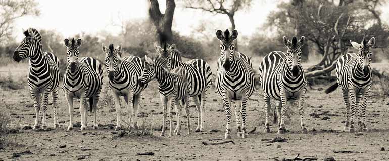 Skittish Zebra herd approach waterhole, Kruger National Park