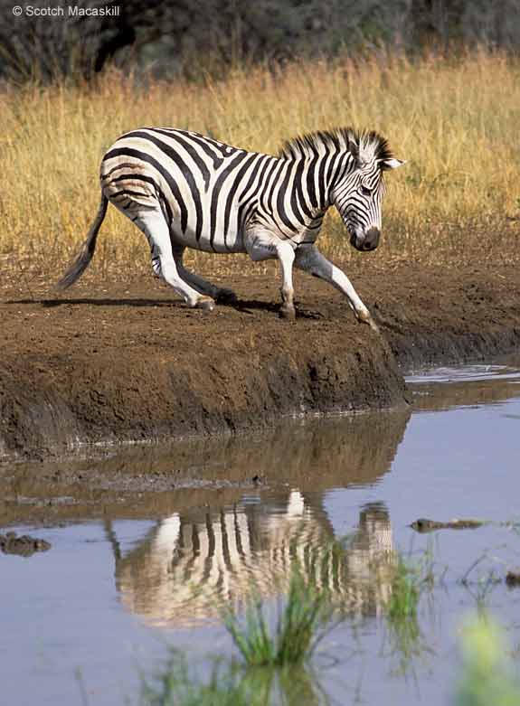 Zebra at waterhole