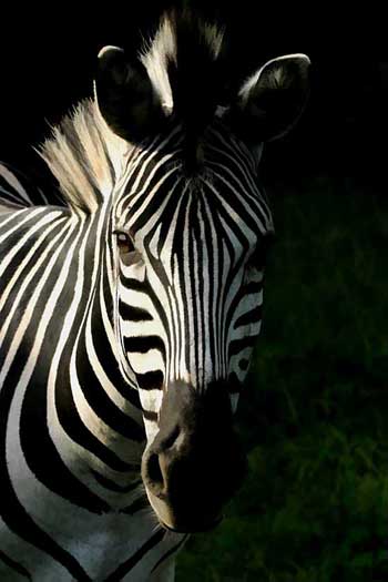 Zebra portrait, Stainbank Nature Reserve, KZN, South Africa