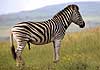 Zebra stallion