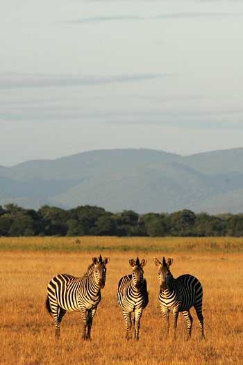 Zebra trio in late afternoon light