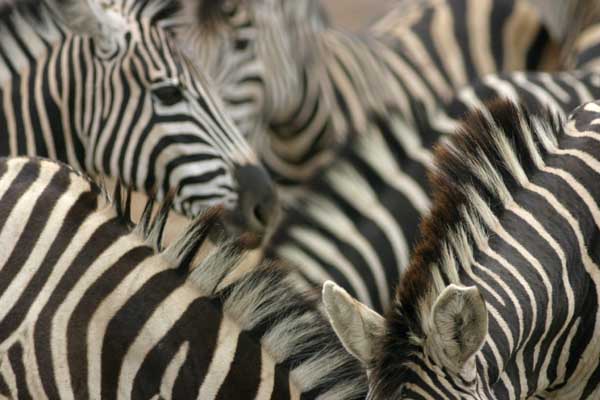 Zebra group, close-up