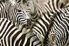 Zebra group close-up