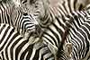 Zebra group close-up