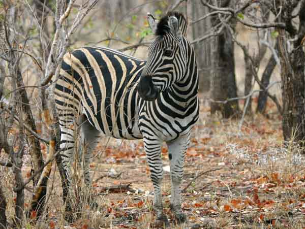 Zebra standing among trees