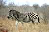 Zebra in winter grass