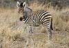 Zebra foal