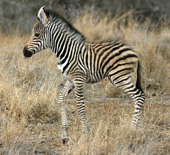 Zebra Foal