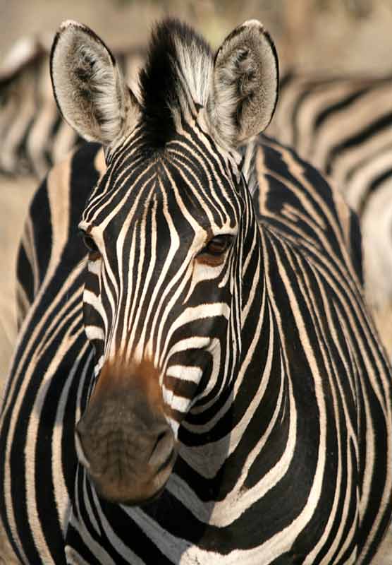 Zebra, front-on view