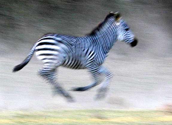 Panned photo of zebra galloping 