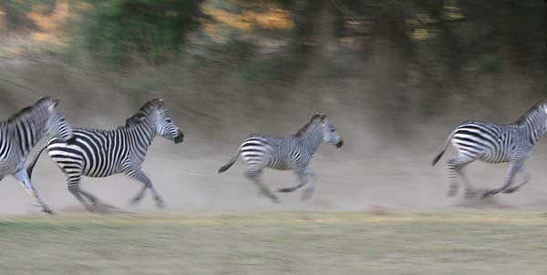 Zebras galloping