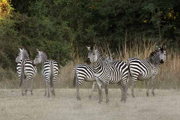 Zebra Group