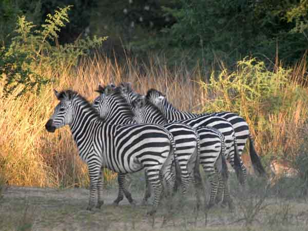 Zebra group standing in formation