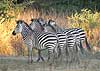 Zebra group