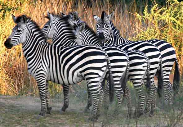 Zebra group in Lower Zambezi National Park