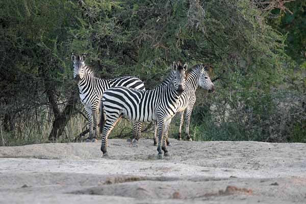 Zebra trio standing