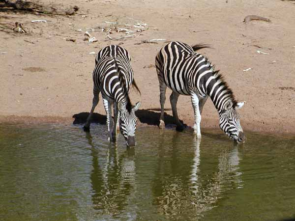 Zebra at waterhole