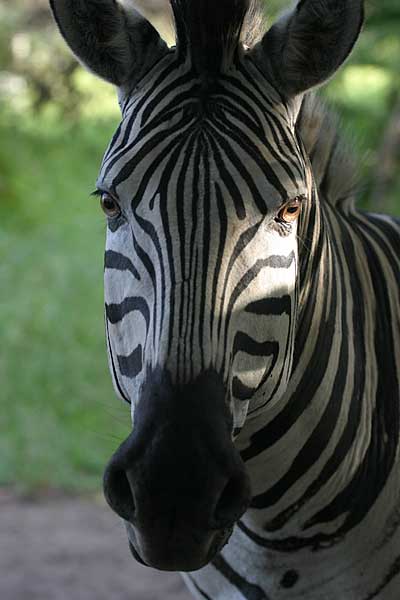 Zebra portrait