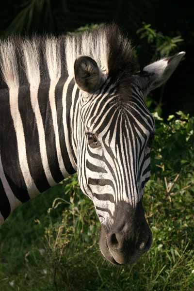 Zebra portrait