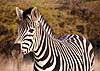Zebra side view