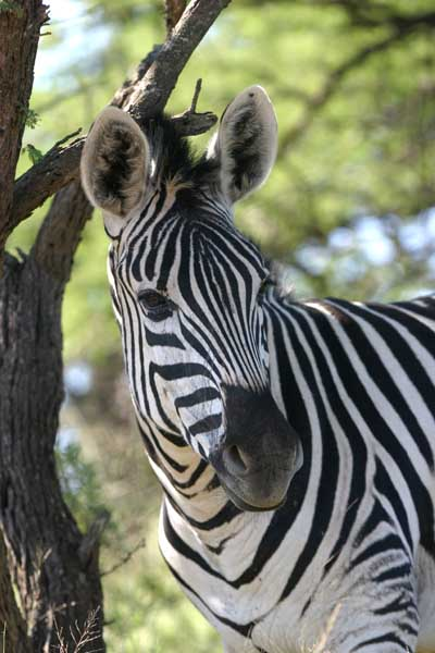 Zebra under tree