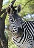 Zebra close-up