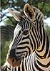 Zebra close-up