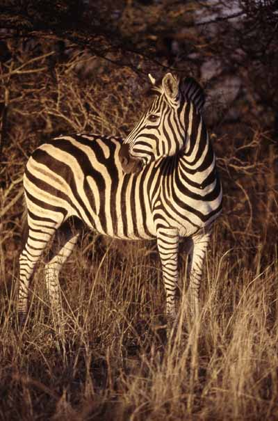 Zebra in warm afternoon light