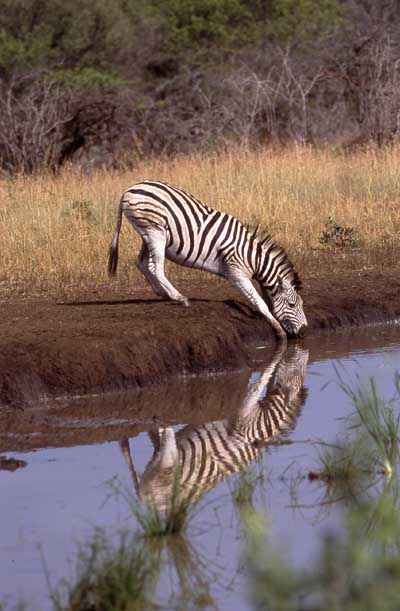 Zebra drinking