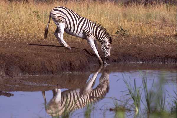 Zebra drinking at waterhole