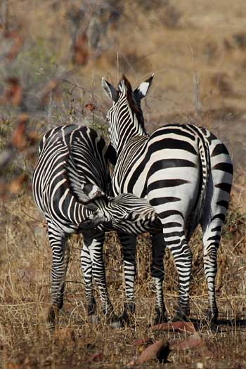 Zebra foal suckling, Ruaha National Park, Tanzania